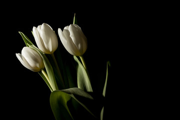 Bouquet of three tulips in total darkness under studio lighting