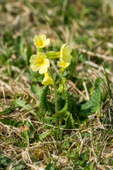 Closeup of oxlip plant (Primula elatior) on a pasture