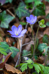 Closeup of liverwort plant (Anemone hepatica) on a forest floor