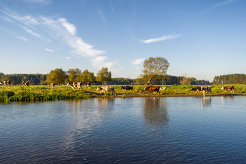 Rzeka Narew, Wieś nad Narwią, Krajobraz wiejski Podlasia © podlaski49