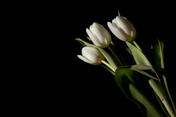 Bouquet of three tulips in total darkness under studio lighting