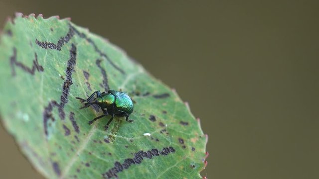 Green Dock Leaf Beetle, Gastrophysa viridula, sitting on green leaf with traces of eating caterpillar. Macro view insect in wildlife