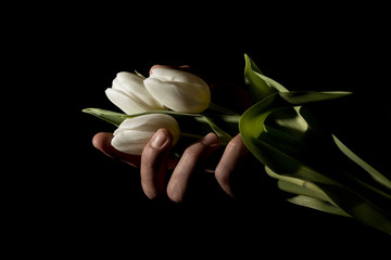 Fototapeta premium A man's hand squeezes three tulips in total darkness under studio lighting