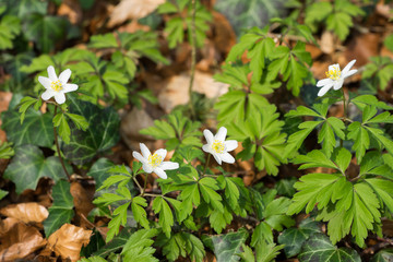 Wood anemone plants (Anemone nemorosa) on a forest floor