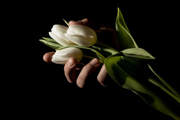 Fototapeta premium A man's hand squeezes three tulips in total darkness under studio lighting
