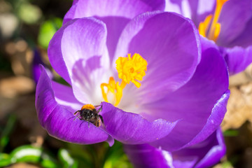 Closeup of wild bee (prob. Tawny mining bee, Andrena fulva) on violet spring crocus flower (Crocus...