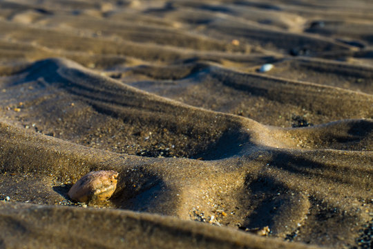 crabshell on the beach