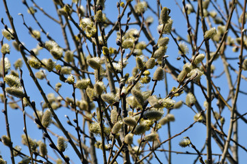 Early spring flowering willow (Salix caprea)