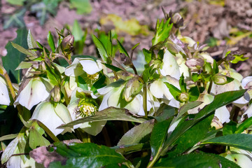 Closeup of Christmas rose (black hellebore) flowers (Helleborus niger)