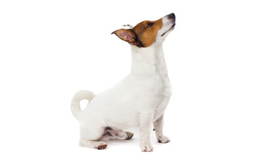 dog jack russell terrier sitting in full growth on isolated on a white backround
