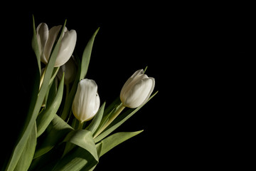 Bouquet of white tulips in total darkness under studio lighting