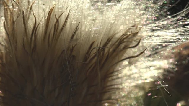 fluffy seeds of wild thistle, sun shines through bud. Thistledown, method of seed dispersal by wind. Macro