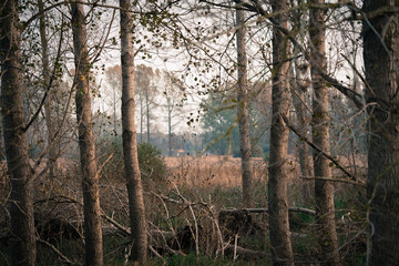 winter forest