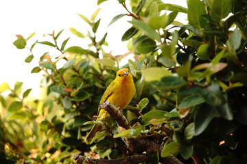 Sicalis flaveola bird on a branch