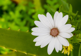 Fototapeta premium white flower osteospermum with raindrops
