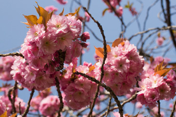 Japanese Cherry Blossom 