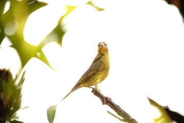 Sicalis flaveola bird on a branch