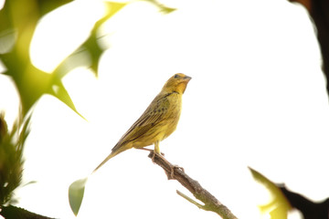 Sicalis flaveola bird on a branch