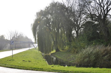 Nature picture