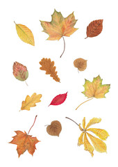 autumn leaves isolated on white background, illustration, poster design, botanical illustration