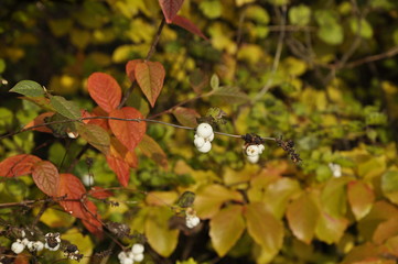 Nature picture