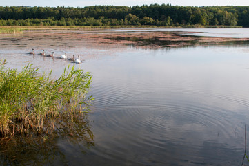 white swans on an autumn lake on a sunny day