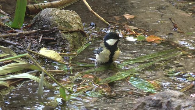 Young tit bathes in forest stream and drinks water on hot summer day