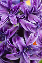 Hyacinth flowers in the summer