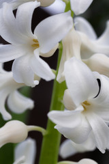 Hyacinth flowers in summer time