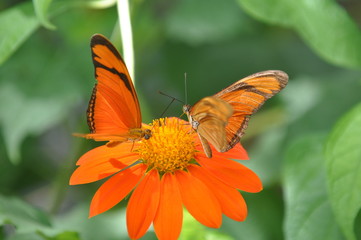 Bresil, Deux Papillons sur une feur
