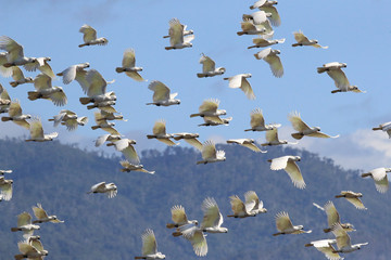 Sulphur-Crested Cockatoo (Cacatua galerita), Queensland Australia