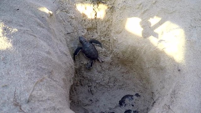 Green sea turtles hatchlings coming out of a nest in the sand on the Swahili coast, Tanzania.