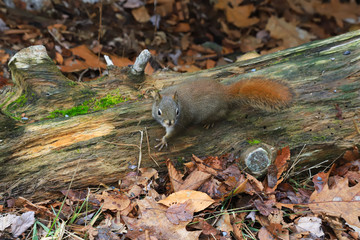 squirrel  in the woods