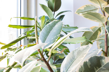 Ficus and other houseplants on the windowsill closeup