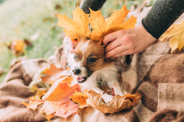 A little cute papillon dog in a plaid with autumn leaves. Human hands