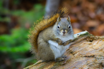 squirrel  in the woods