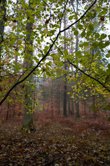 Rain and fog in the forest