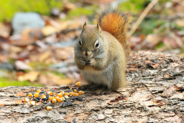 squirrel  in the woods