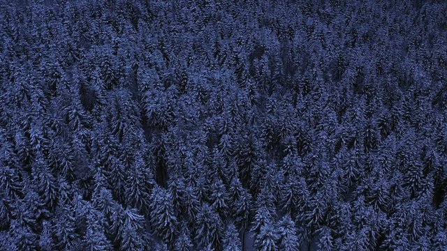 Aerial drone flight over forest at Carpathian mountains, Ukraine, 4k. Thousands christmas trees covered with snow at violet winter evening. Beautiful pattern from tops of the trees.