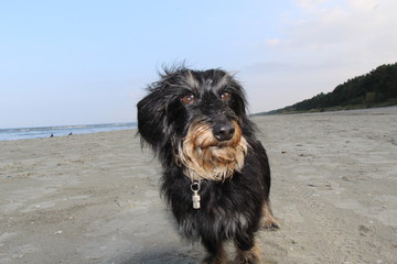 Dackel am Strand