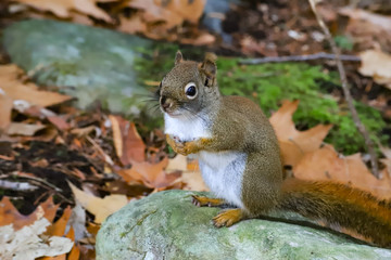 squirrel in the forest