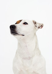 portrait dog jack russell terrier on a white background