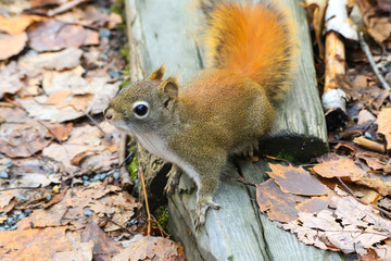 Squirrel in a Park during Autumn