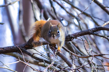 Obraz premium Squirrel in a Park during Autumn