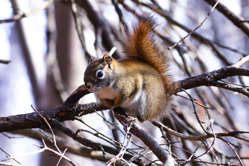 Squirrel in a Park during Autumn