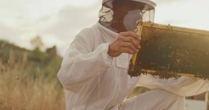 A beekeeper checking on a beehive for honey with lots of honey bees buzzing around, beekeeping at sunset harvesting honey