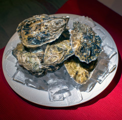 fresh oyster on ice