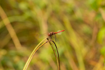 Red dragonfly - Sympetrum resting on a plant
