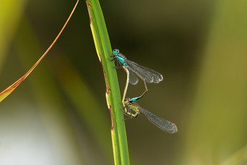 Blue and green dragonfly male and female copulation - mating