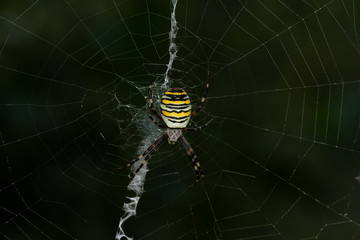 Yellow and black striped wasp spider - Argiope bruenichii waiting for praj on a orb web